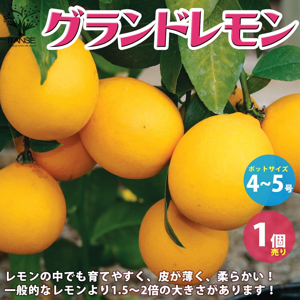 Amazon.co.jp: ITANSE レモンの苗木 グランドレモン 4～5号 1本